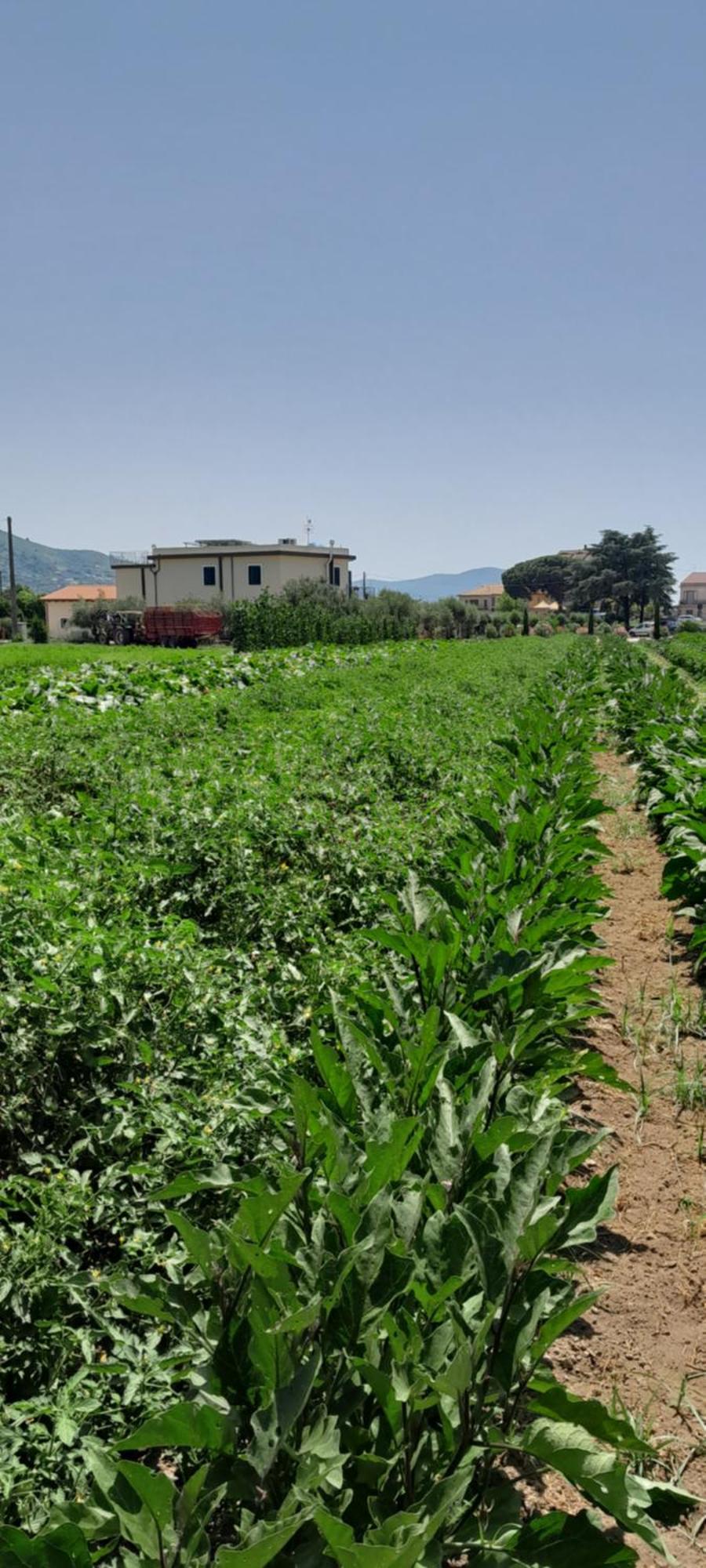 B&B Tenuta San Michele Capaccio Eksteriør bilde