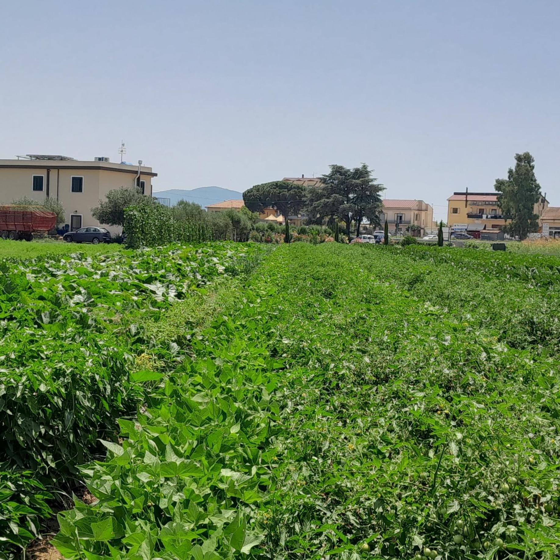 B&B Tenuta San Michele Capaccio Eksteriør bilde
